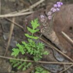 Cyathocline purpurea Habit