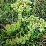 Sempervivum grandiflorum Hoja