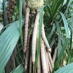 Pandanus purpurascens Hoja