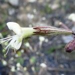 Silene italica Kwiat