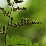 Dryopteris lacera List