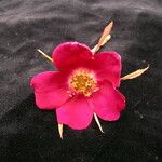 Rosa macrophylla