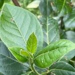 Viburnum rugosum Blatt