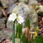 Leucojum vernum Çiçek