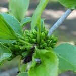 Frangula alnus Flower
