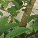 Cornus racemosa Bark