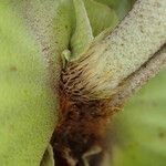 Platycerium elephantotis Other