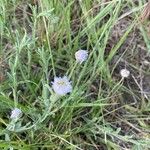 Erigeron pumilus ᱵᱟᱦᱟ