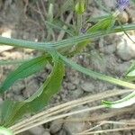 Legousia speculum-veneris Kôra