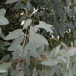 Eucalyptus archeri Frunză