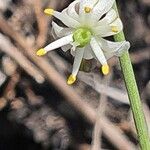 Asparagus africanus Flor