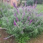 Salvia leucantha Flower