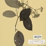 Dichapetalum latifolium