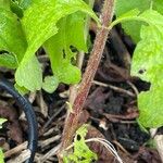 Stevia rebaudiana Bark