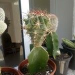 Ferocactus emoryi Leaf