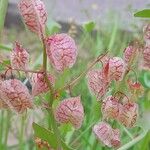 Rumex vesicarius Frucht