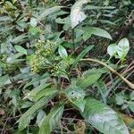 Psychotria carthagenensis Blad