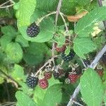 Rubus gratus ഫലം