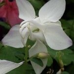 Aquilegia nigricans Flower