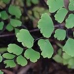 Adiantum raddianum Leaf