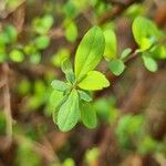 Spiraea nipponica List