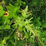 Papaver rhoeas Fuelha