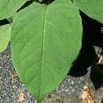 Impatiens capensis Blad