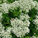 Lepidium draba Habit