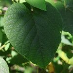Clerodendrum buchananii Hoja