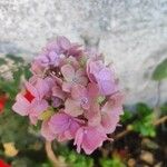 Hydrangea spp. Fleur