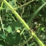 Mimosa diplotricha Kora