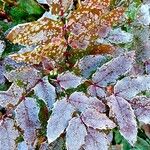 Berberis repens Feuille