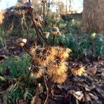 Hieracium sabaudum Buveinė