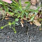 Ranunculus abortivus Leaf