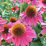 Echinacea angustifoliaКвітка