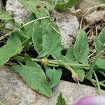 Convolvulus arvensis Blatt