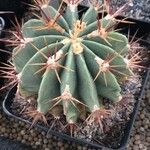 Ferocactus latispinus Blad