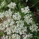 Pleurospermum austriacum Flor
