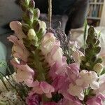 Antirrhinum australeKvět