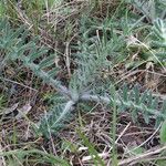 Cirsium odontolepis Leaf