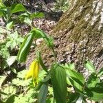 Uvularia grandiflora പുഷ്പം
