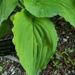 Hosta capitata 葉