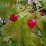 Viburnum opulus Vaisius