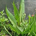 Rumex hydrolapathum ഇല