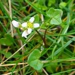 Cochlearia danica موطن