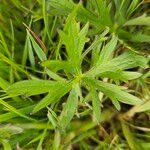 Ranunculus acris Hoja
