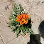 Gazania rigens Flower