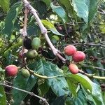 Coffea arabicaFruit