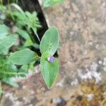 Tradescantia brevifolia Blatt