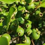 Psidium cattleyanum 果實